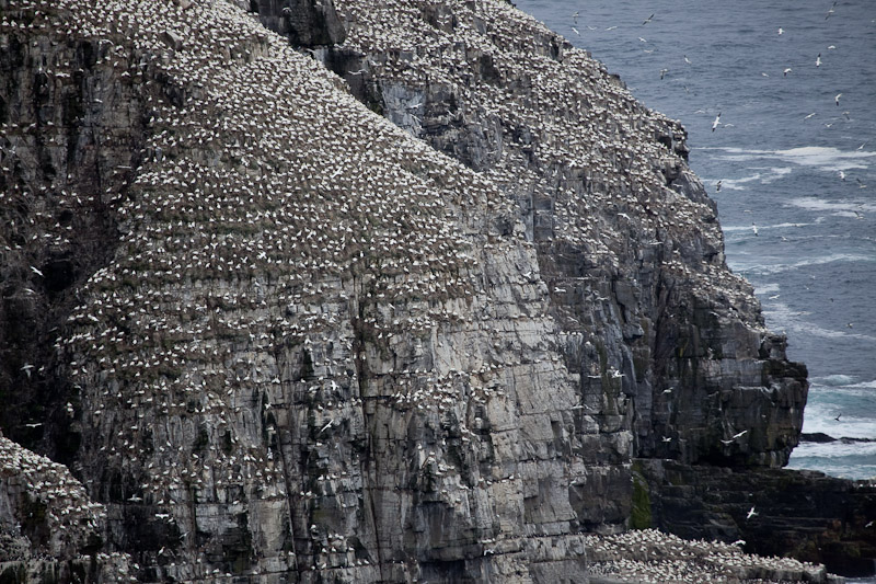 Cape St. Mary <br/><i>Смотрим птиц</i>