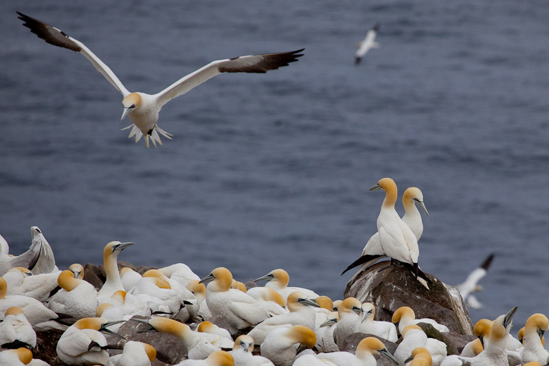 Cape St. Mary <br/><i>Смотрим птиц</i>