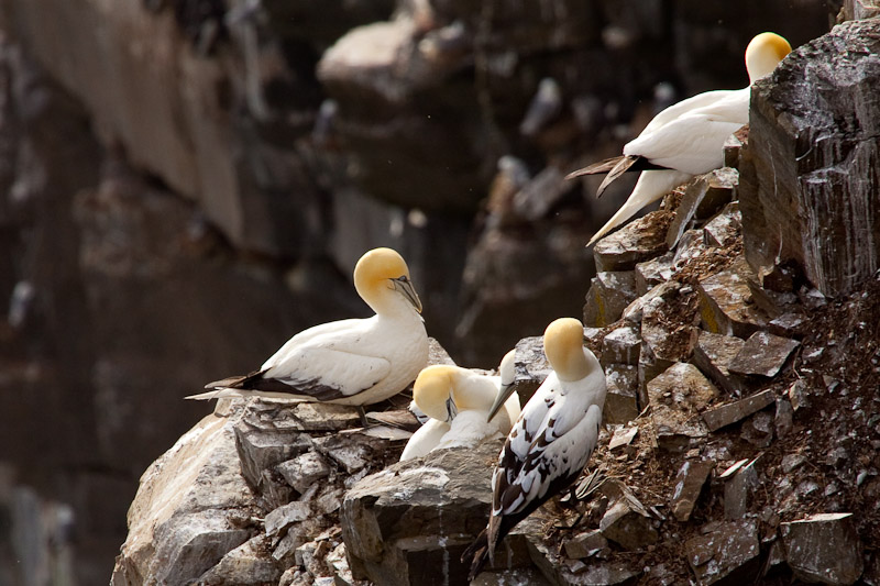 Cape St. Mary <br/><i>Смотрим птиц</i>