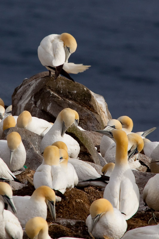 Cape St. Mary <br/><i>Смотрим птиц</i>