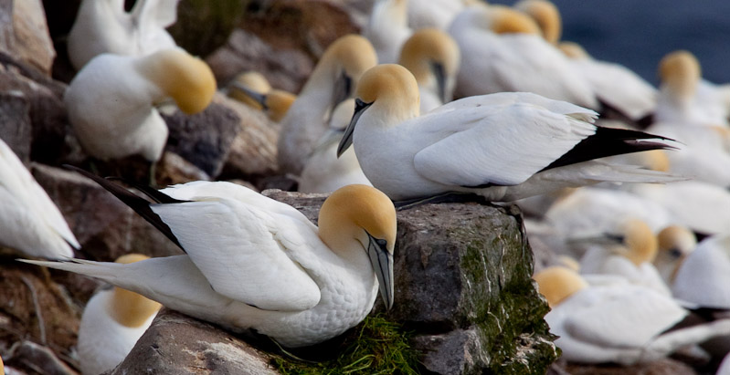 Cape St. Mary <br/><i>Смотрим птиц</i>