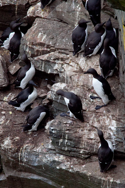 Cape St. Mary <br/><i>Смотрим птиц</i>