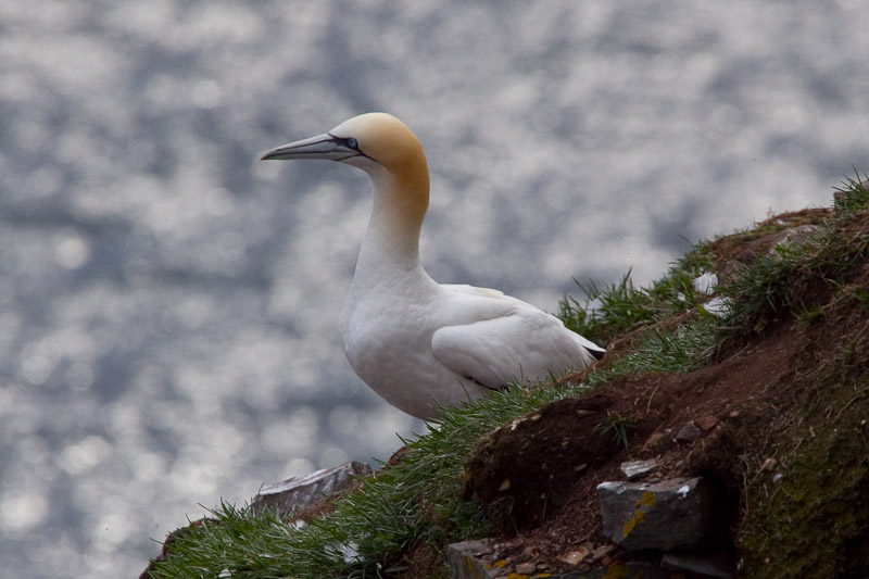 Cape St. Mary <br/><i>Смотрим птиц</i>