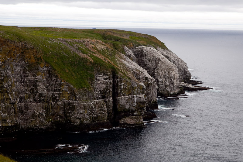 Cape St. Mary <br/><i>Смотрим птиц</i>