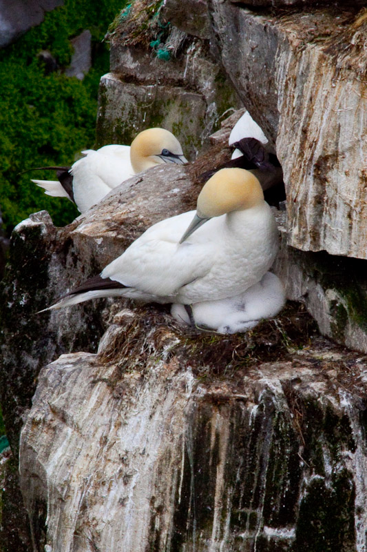 Cape St. Mary <br/><i>Смотрим птиц</i>