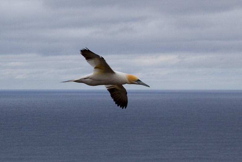 Cape St. Mary <br/><i>Смотрим птиц</i>