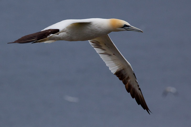 Cape St. Mary <br/><i>Смотрим птиц</i>