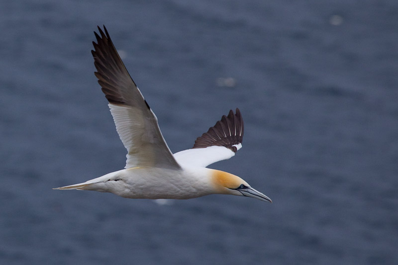 Cape St. Mary <br/><i>Смотрим птиц</i>