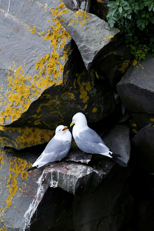 Cape St. Mary <br/><i>Смотрим птиц</i>