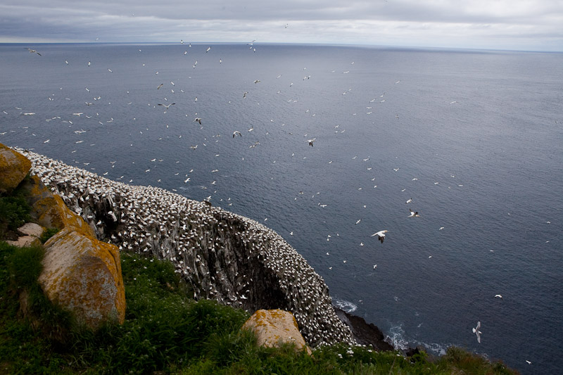 Cape St. Mary <br/><i>Смотрим птиц</i>