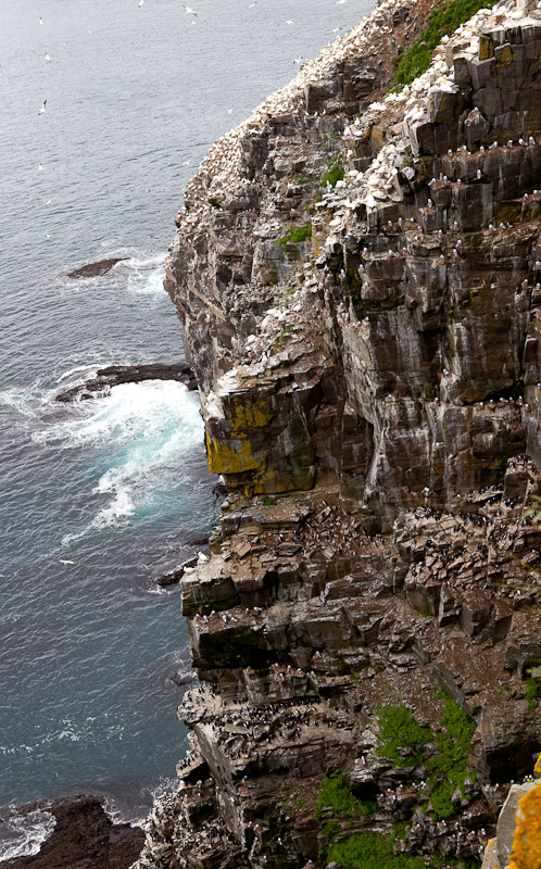 Cape St. Mary <br/><i>Смотрим птиц</i>