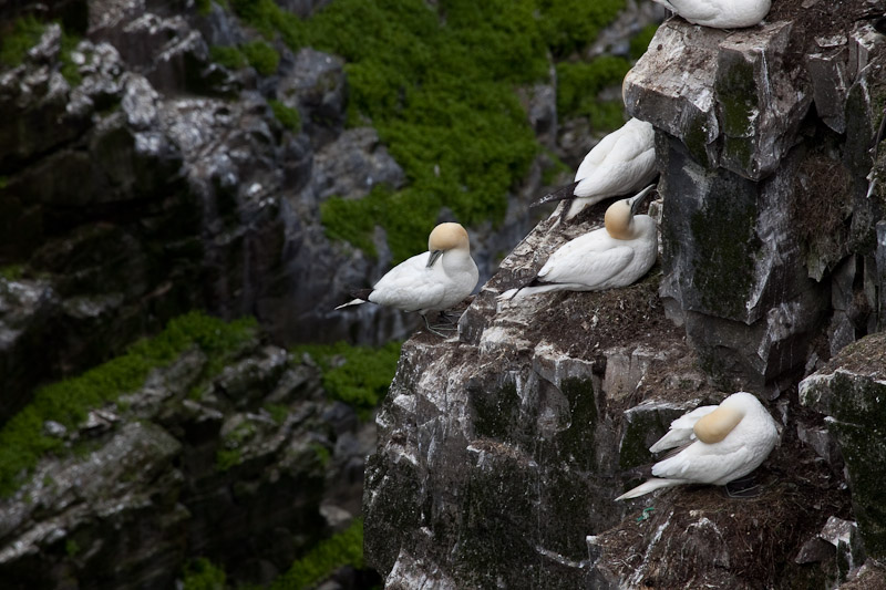 Cape St. Mary <br/><i>Смотрим птиц</i>