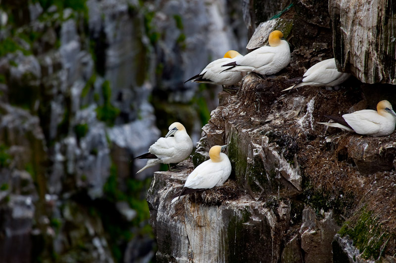 Cape St. Mary <br/><i>Смотрим птиц</i>