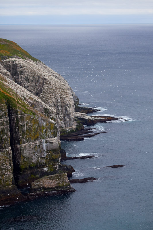 Cape St. Mary <br/><i>Смотрим птиц</i>